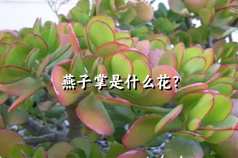 燕子掌是什么花？