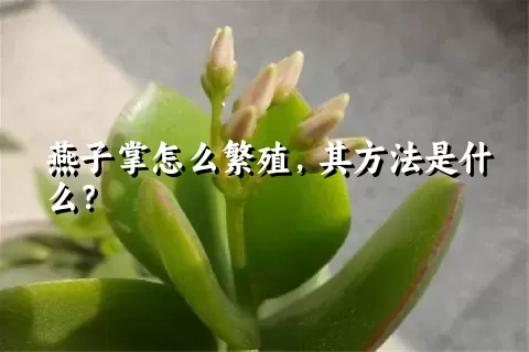 燕子掌怎么繁殖，其方法是什么？