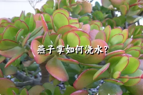 燕子掌如何浇水？