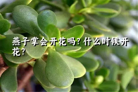 燕子掌会开花吗？什么时候开花？