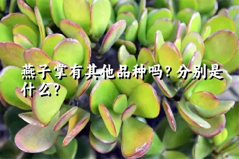 燕子掌有其他品种吗？分别是什么？