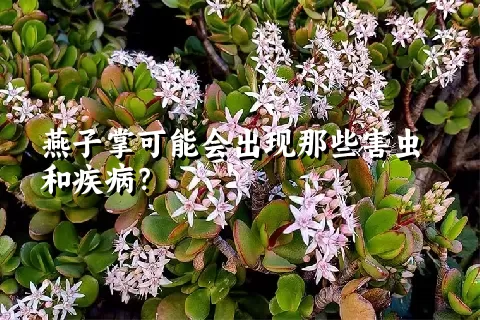 燕子掌可能会出现那些害虫和疾病？