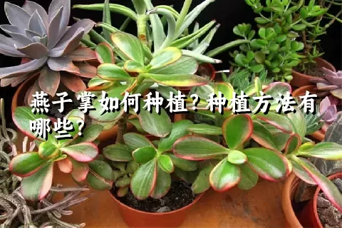 燕子掌如何种植？种植方法有哪些？