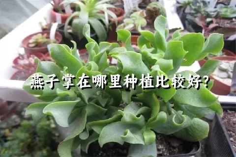 燕子掌在哪里种植比较好？