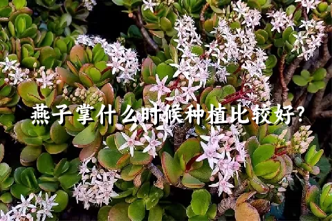 燕子掌什么时候种植比较好？