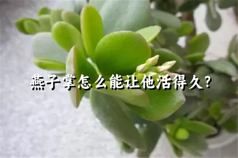 燕子掌怎么能让他活得久？