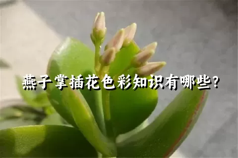 燕子掌插花色彩知识有哪些？