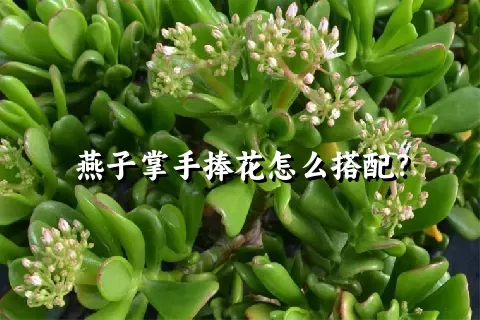 燕子掌手捧花怎么搭配？