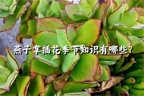 燕子掌插花季节知识有哪些？