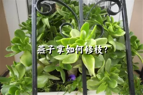 燕子掌如何修枝？