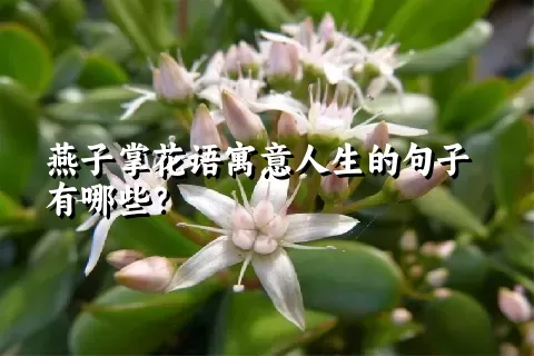 燕子掌花语寓意人生的句子有哪些？