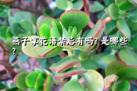 燕子掌花语禁忌有吗？是哪些？