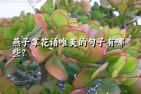 燕子掌花语唯美的句子有哪些？