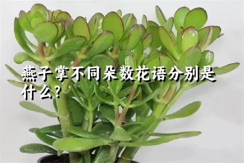 燕子掌不同朵数花语分别是什么？