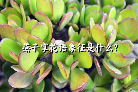 燕子掌花语象征是什么？