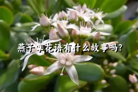 燕子掌花语有什么故事吗？