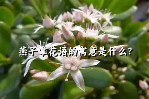 燕子掌花语的寓意是什么？