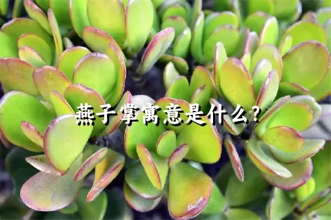 燕子掌寓意是什么？