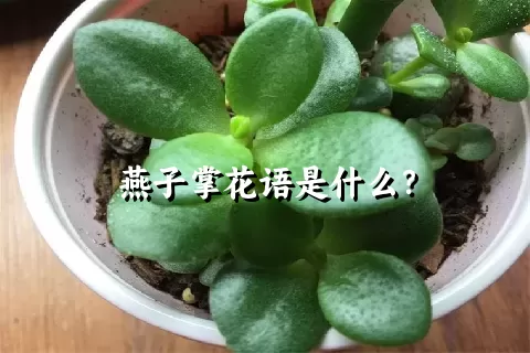 燕子掌花语是什么？