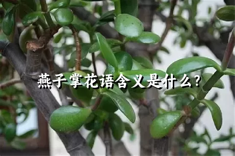 燕子掌花语含义是什么？