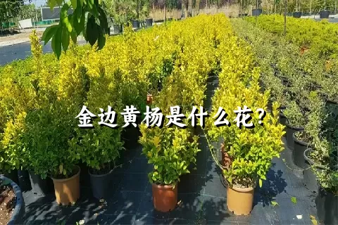 金边黄杨是什么花？