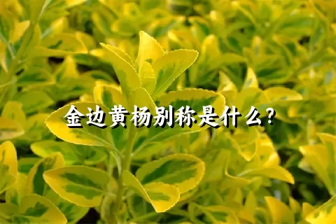 金边黄杨别称是什么？