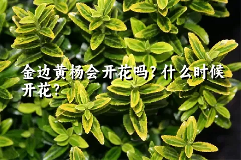 金边黄杨会开花吗？什么时候开花？