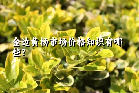 金边黄杨市场价格知识有哪些？