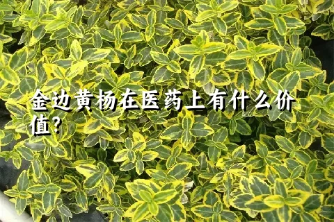 金边黄杨在医药上有什么价值？