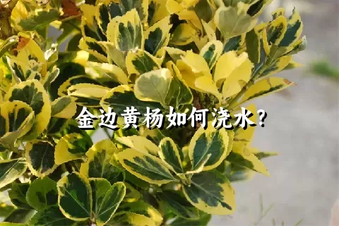 金边黄杨如何浇水？