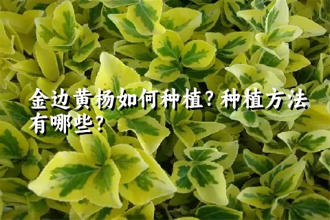 金边黄杨如何种植？种植方法有哪些？