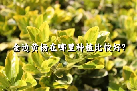 金边黄杨在哪里种植比较好？