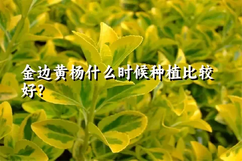 金边黄杨什么时候种植比较好？