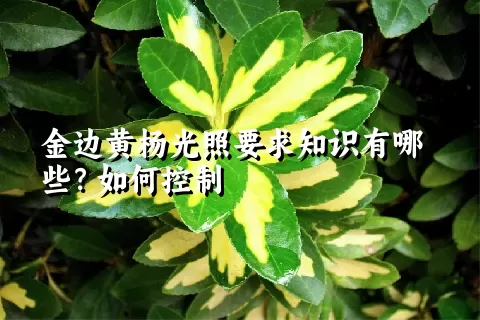 金边黄杨光照要求知识有哪些？如何控制