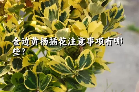 金边黄杨插花注意事项有哪些？