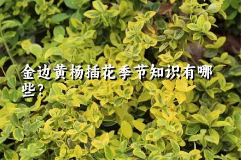 金边黄杨插花季节知识有哪些？