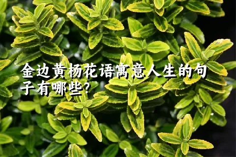 金边黄杨花语寓意人生的句子有哪些？