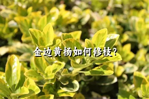 金边黄杨如何修枝？