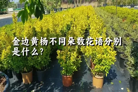 金边黄杨不同朵数花语分别是什么？