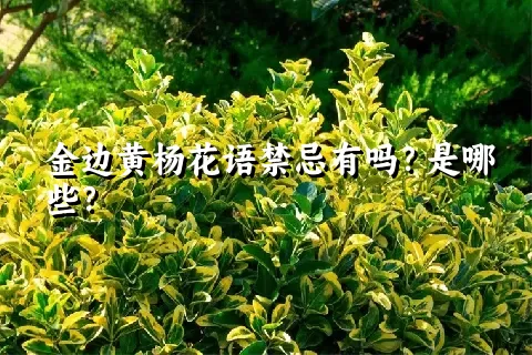 金边黄杨花语禁忌有吗？是哪些？