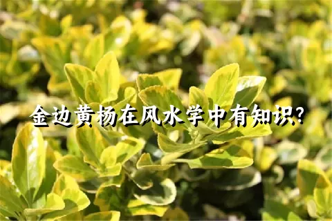 金边黄杨在风水学中有知识？