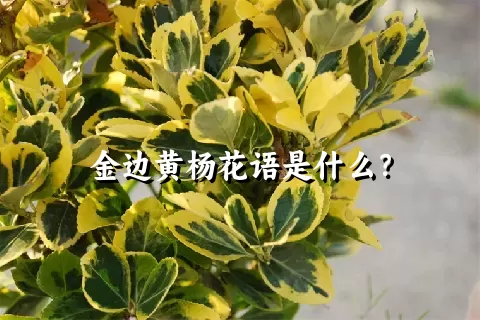 金边黄杨花语是什么？