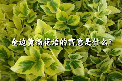 金边黄杨花语的寓意是什么？