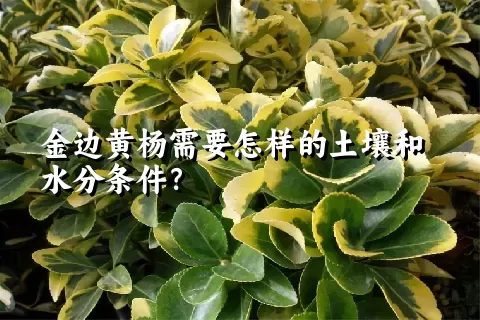 金边黄杨需要怎样的土壤和水分条件？