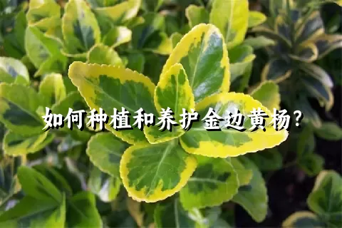 如何种植和养护金边黄杨？