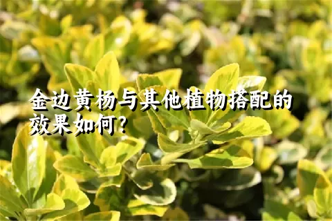 金边黄杨与其他植物搭配的效果如何？