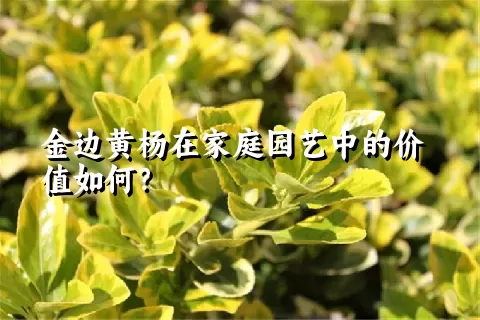 金边黄杨在家庭园艺中的价值如何？