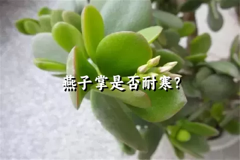 燕子掌是否耐寒？