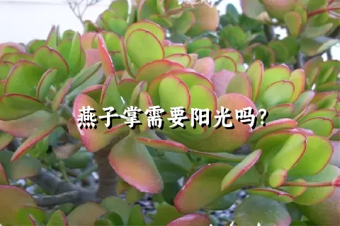 燕子掌需要阳光吗？