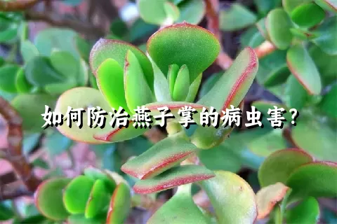 如何防治燕子掌的病虫害？